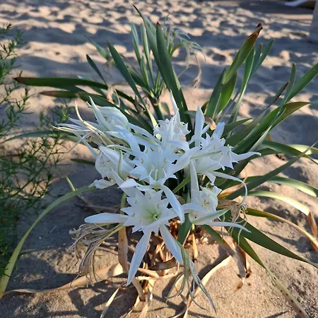 White Lily * Созополь